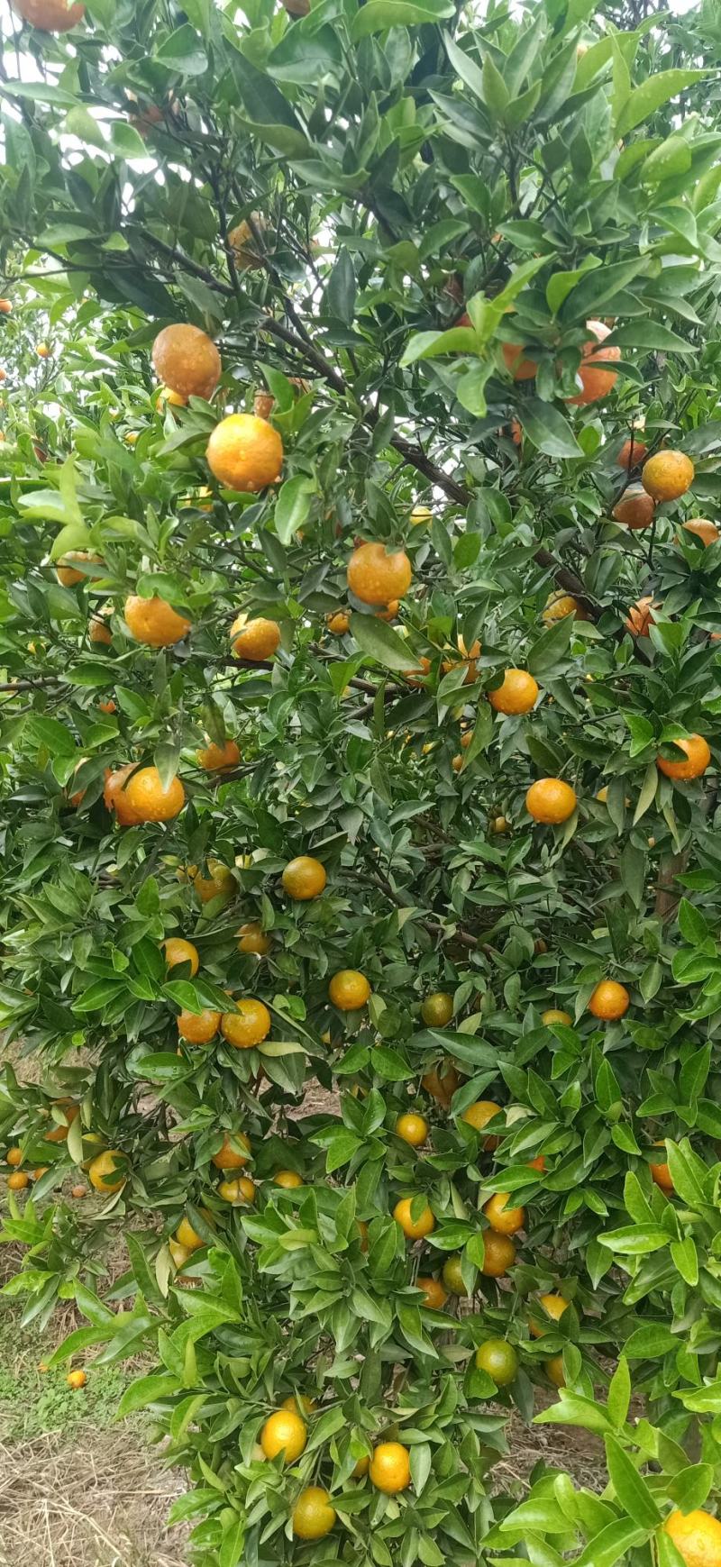 东方红