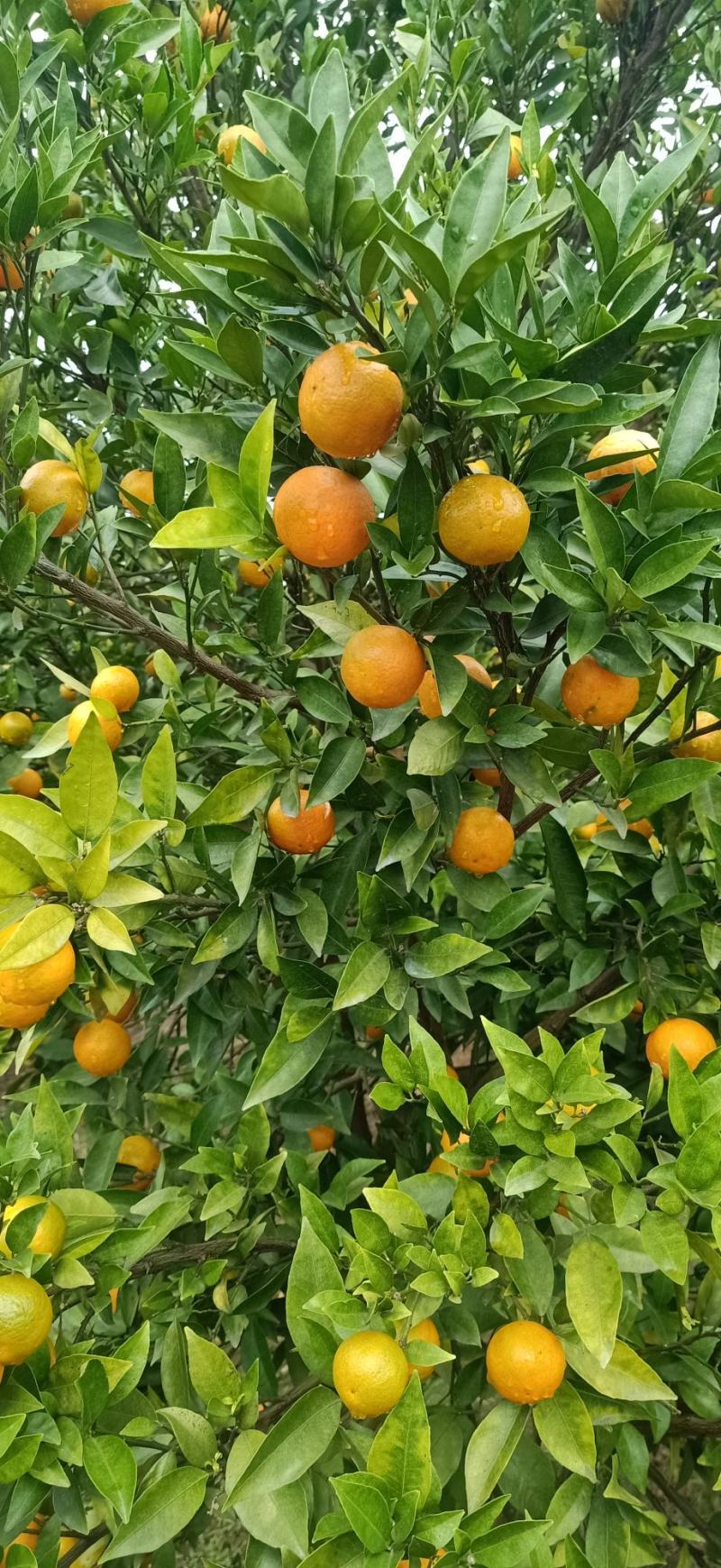东方红