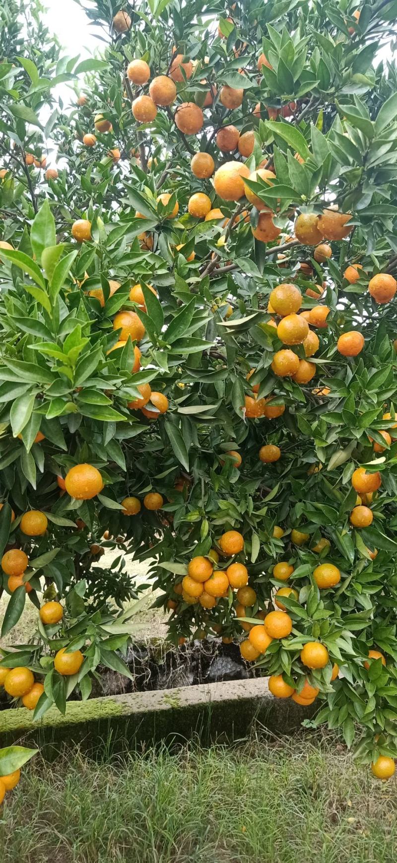 东方红