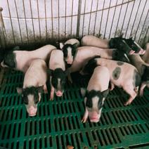 批发巴马香猪藏香猪种苗果园放养怀孕母猪阉割商品猪全国发货