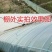 大棚膜红丰EVA日光膜膜厂家直发，量大从优大棚配件