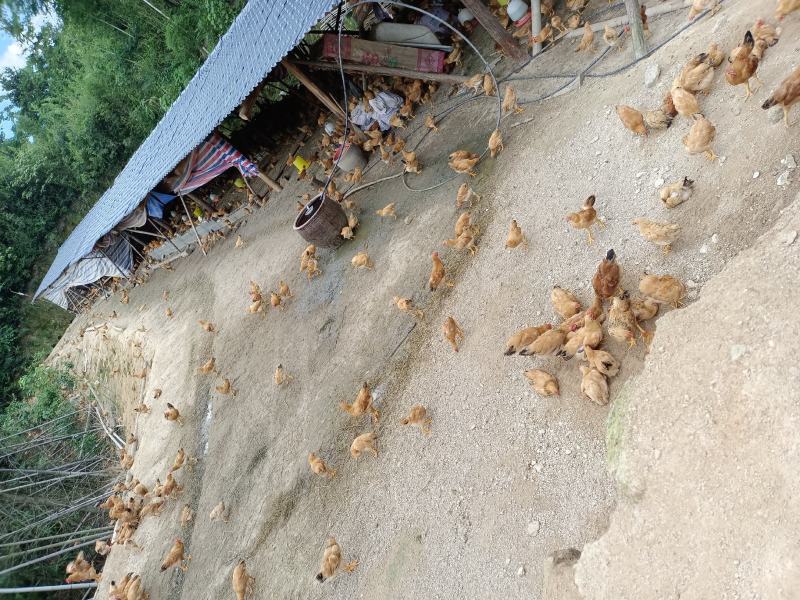 土鸡蛋生态养殖