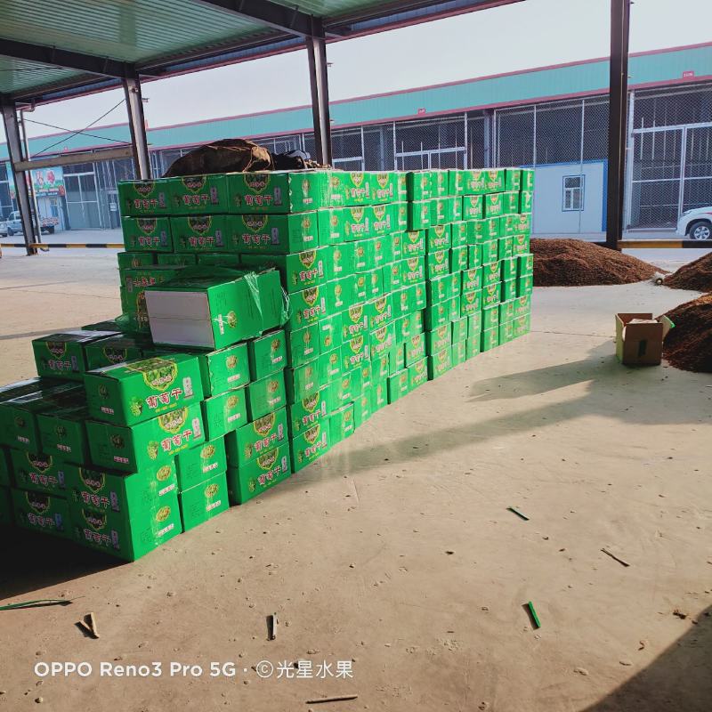 大颗粒无核白葡萄干，颗粒泡满，干度好，颗粒大。