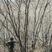 茶条槭丛生茶条槭3~10米高树型优美