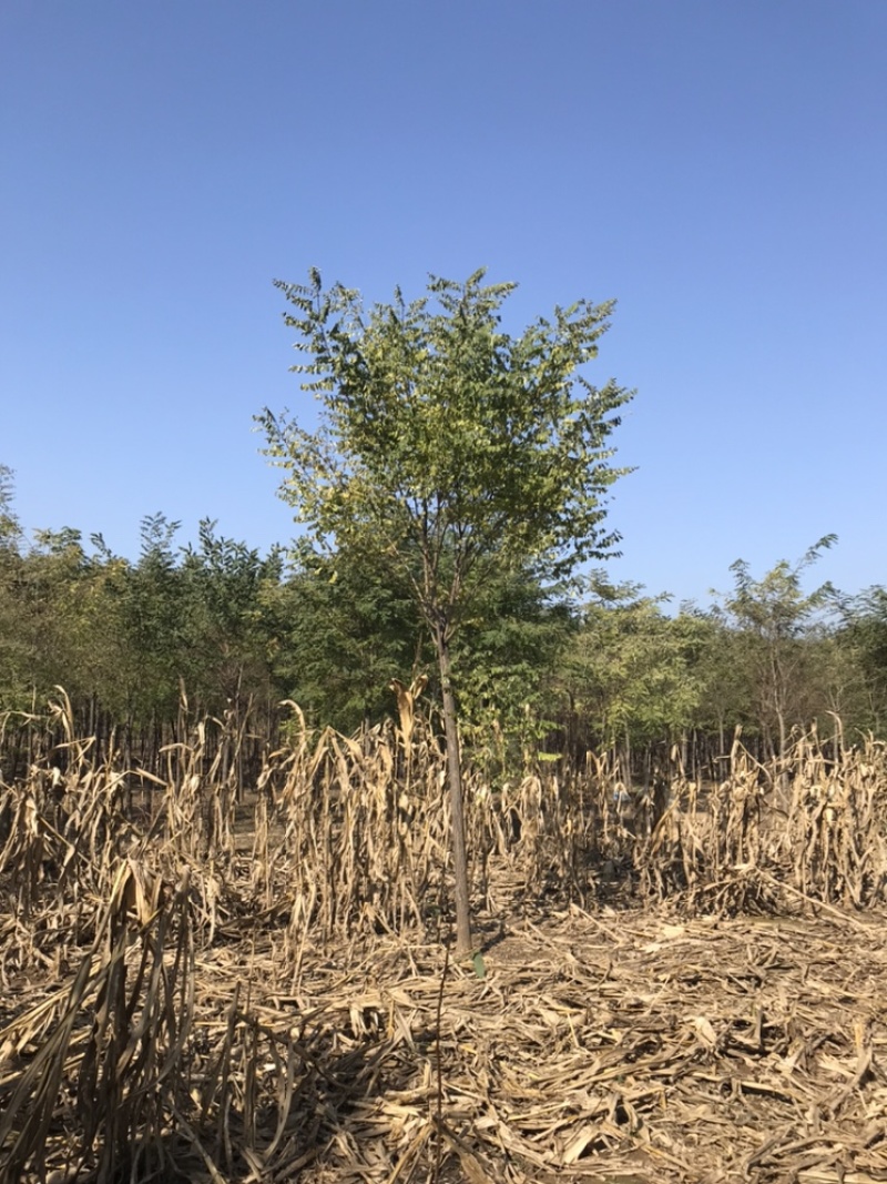 刺槐白花刺槐刺槐基地悦诚园林