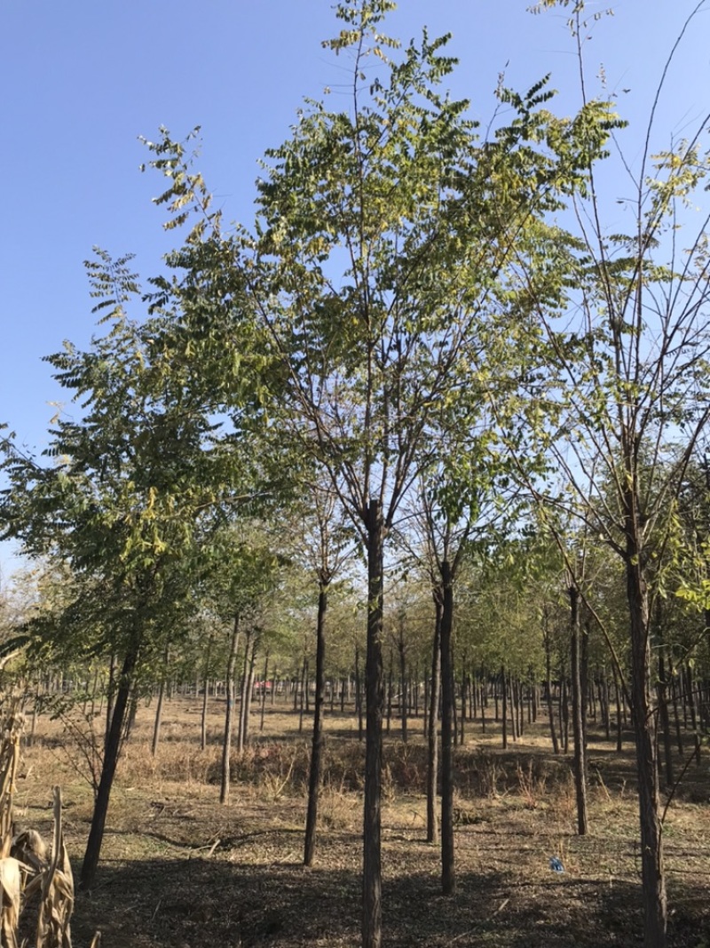 刺槐白花刺槐刺槐基地悦诚园林