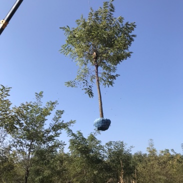 刺槐白花刺槐刺槐基地悦诚园林