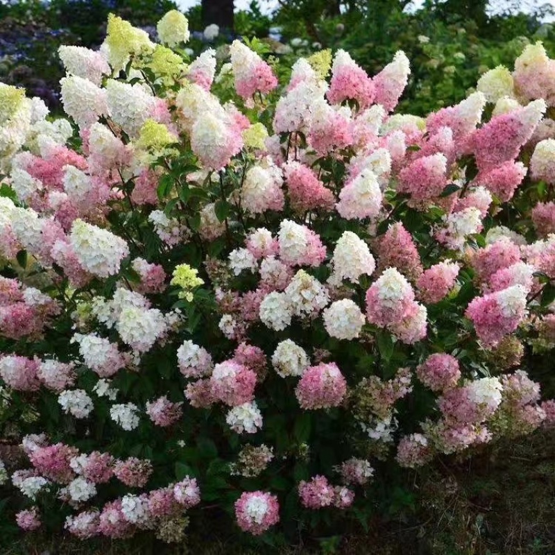 木绣球圆锥绣球绣球花1~4年苗规格齐全