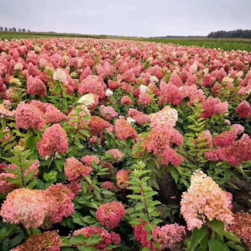 木绣球圆锥绣球绣球花1~4年苗规格齐全