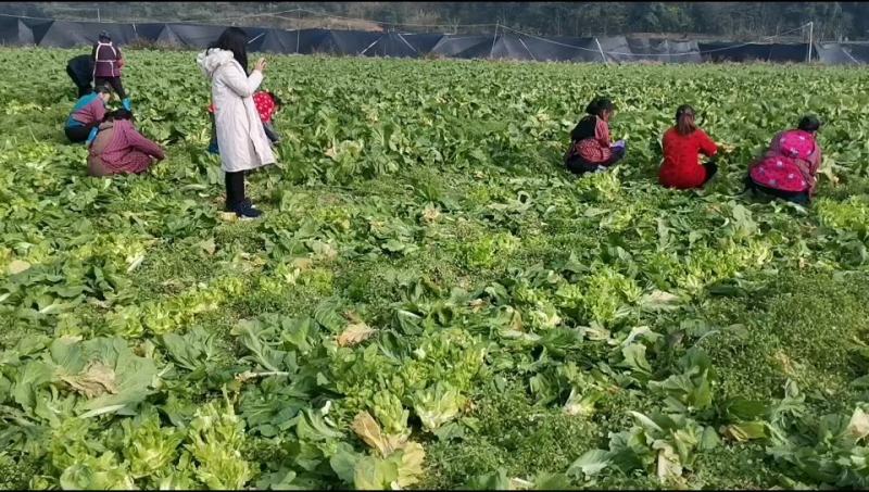 四川儿菜，绵阳本地儿菜，自产自销，大心，小心儿菜