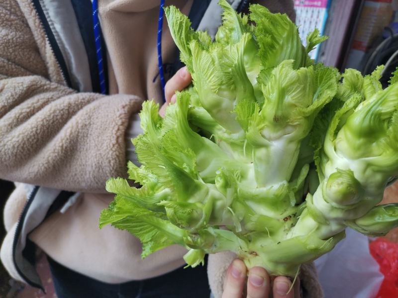 四川儿菜，绵阳本地儿菜，自产自销，大心，小心儿菜