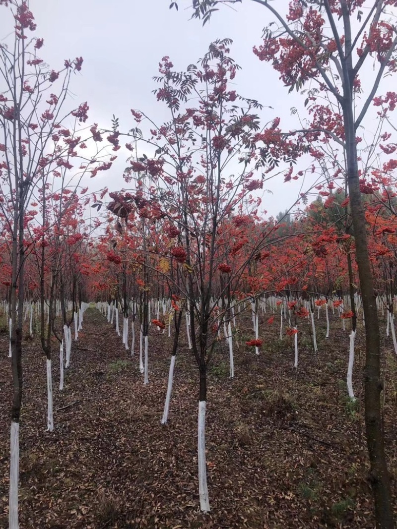 花楸树欧洲花楸红果花楸规格齐全价格优惠