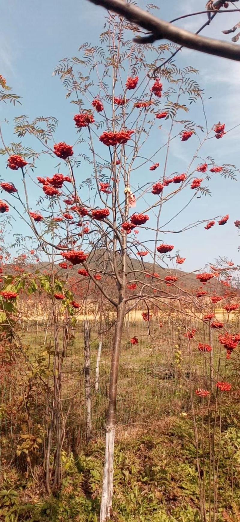 花楸树欧洲花楸红果花楸规格齐全价格优惠