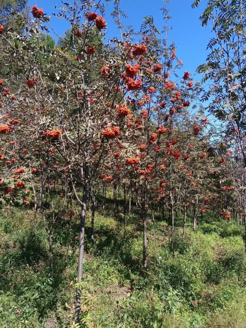 花楸树欧洲花楸红果花楸规格齐全价格优惠