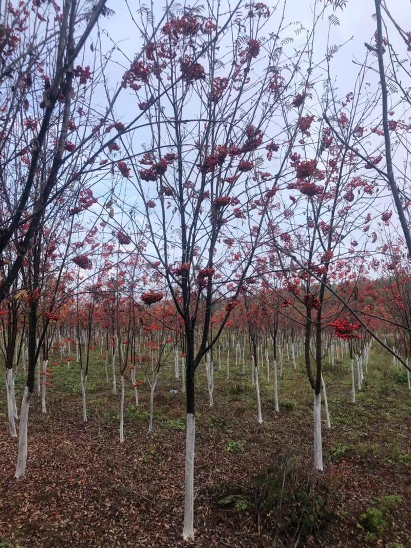 花楸树欧洲花楸红果花楸规格齐全价格优惠