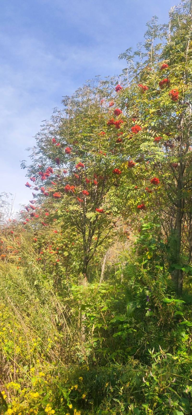 花楸树欧洲花楸红果花楸规格齐全价格优惠
