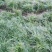麦冬草，细叶麦冬草，中叶麦冬草