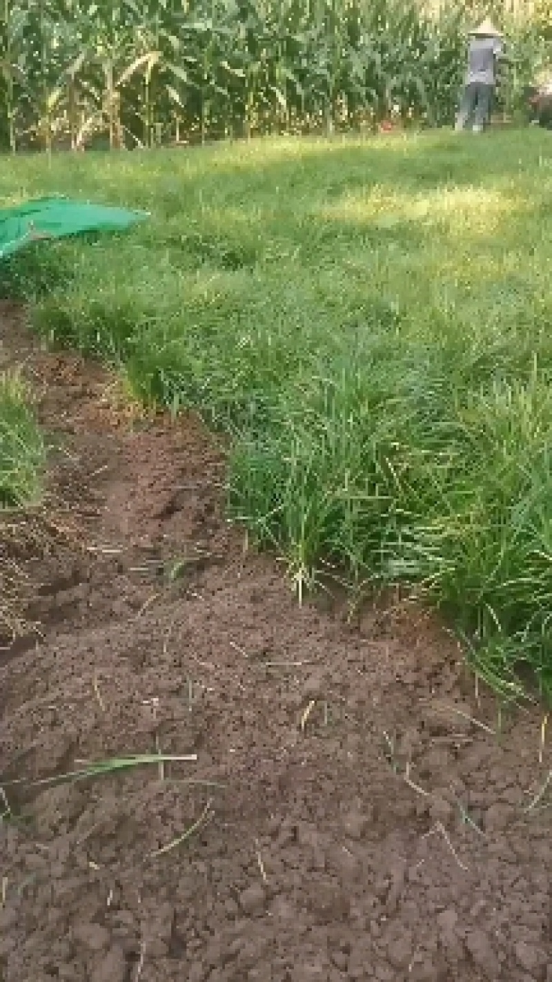 麦冬草，细叶麦冬草，中叶麦冬草