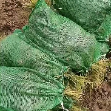 麦冬草，细叶麦冬草，中叶麦冬草