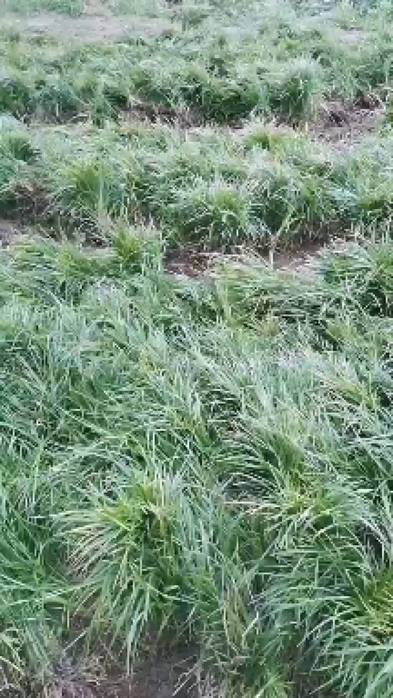 麦冬草，细叶麦冬草，中叶麦冬草