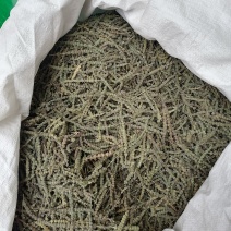 荆芥穗各种中药材批发质量保证产地直销