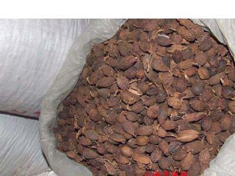 草果，云南精品优质足干调料草果。原产地批发价