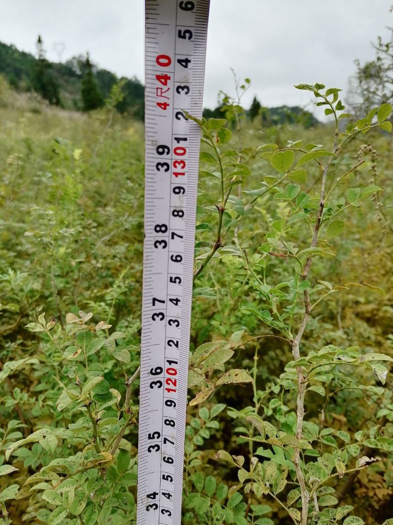 大量出售优质贵龙5号刺梨苗
