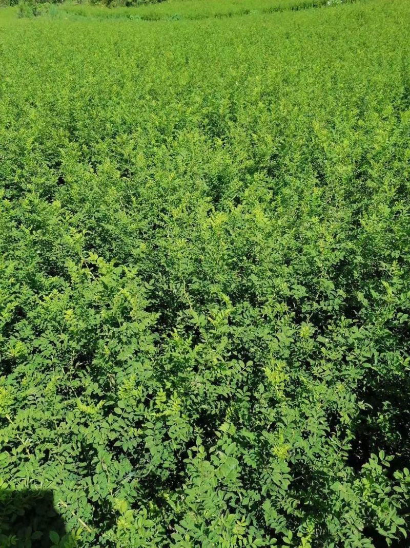 大量出售优质贵龙5号刺梨苗