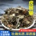 虎耳草虎耳草中药材虎儿草姬虎耳草药用叶干货高山老虎草