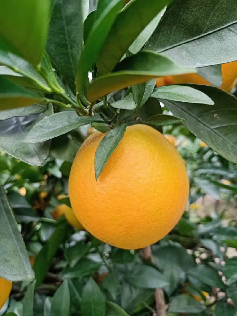 赣南脐橙