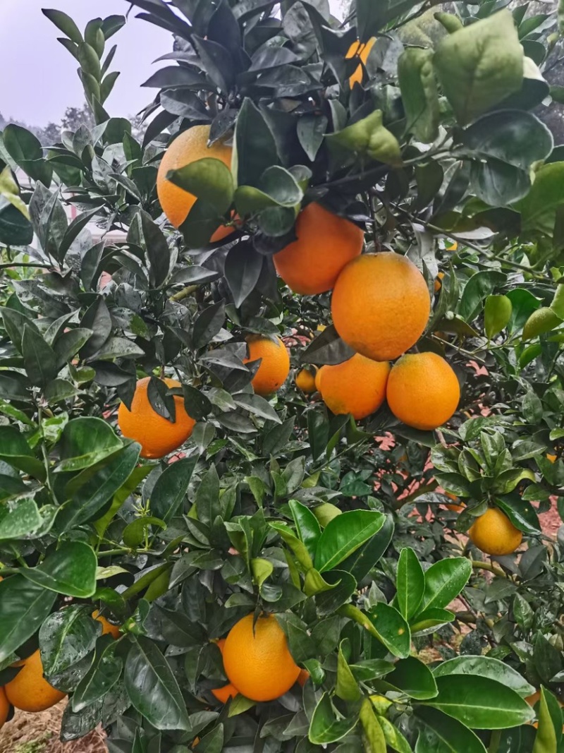 赣南脐橙