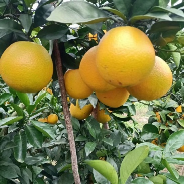 赣南脐橙