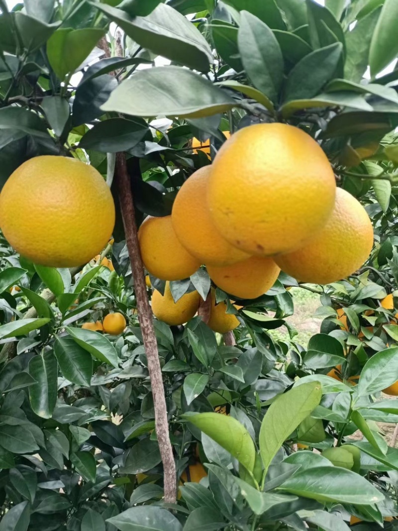 赣南脐橙