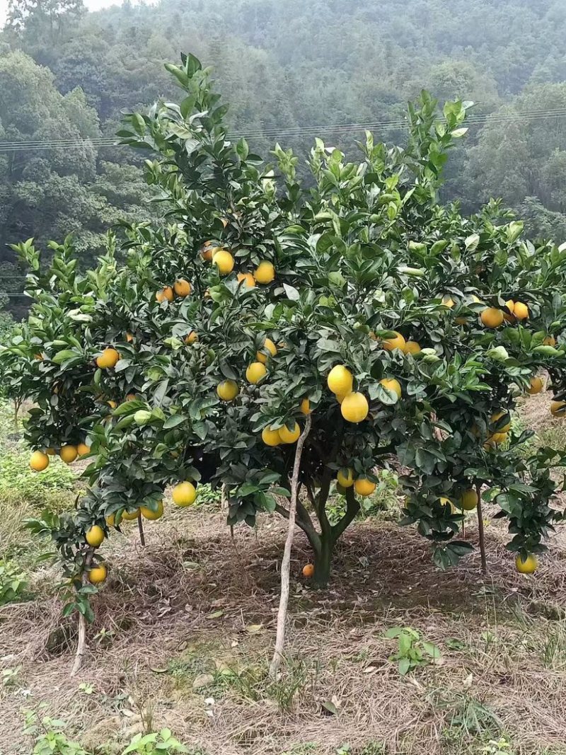 赣南脐橙