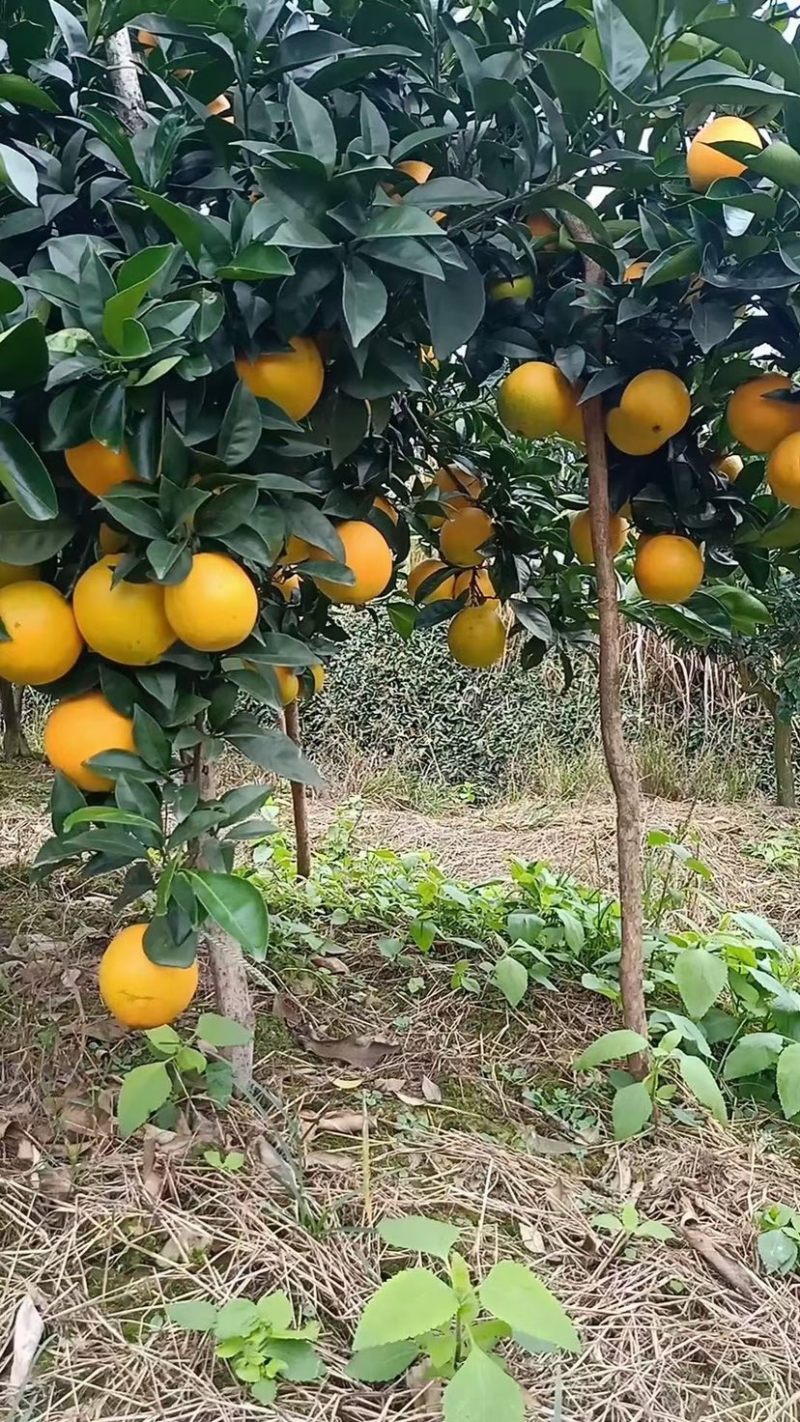 赣南脐橙