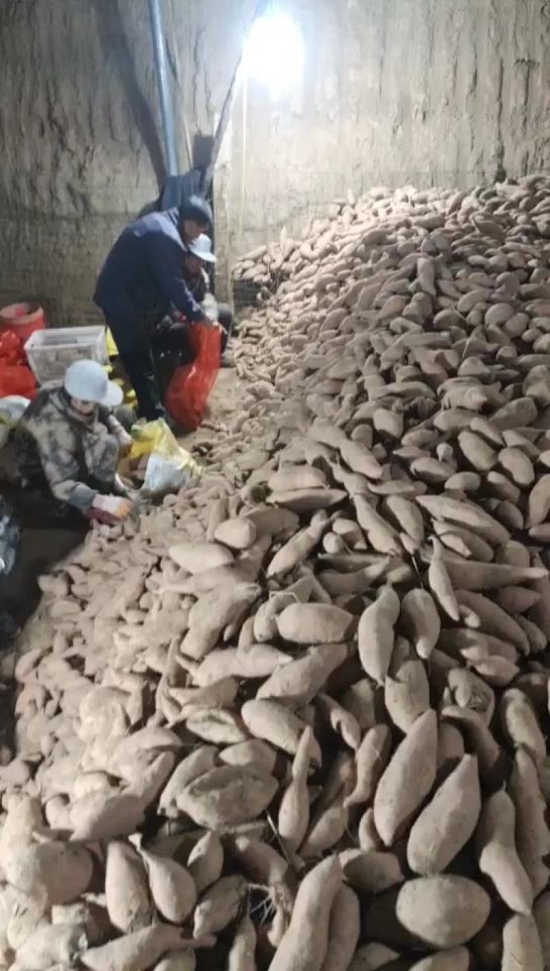 龙薯九红薯大量批发出售