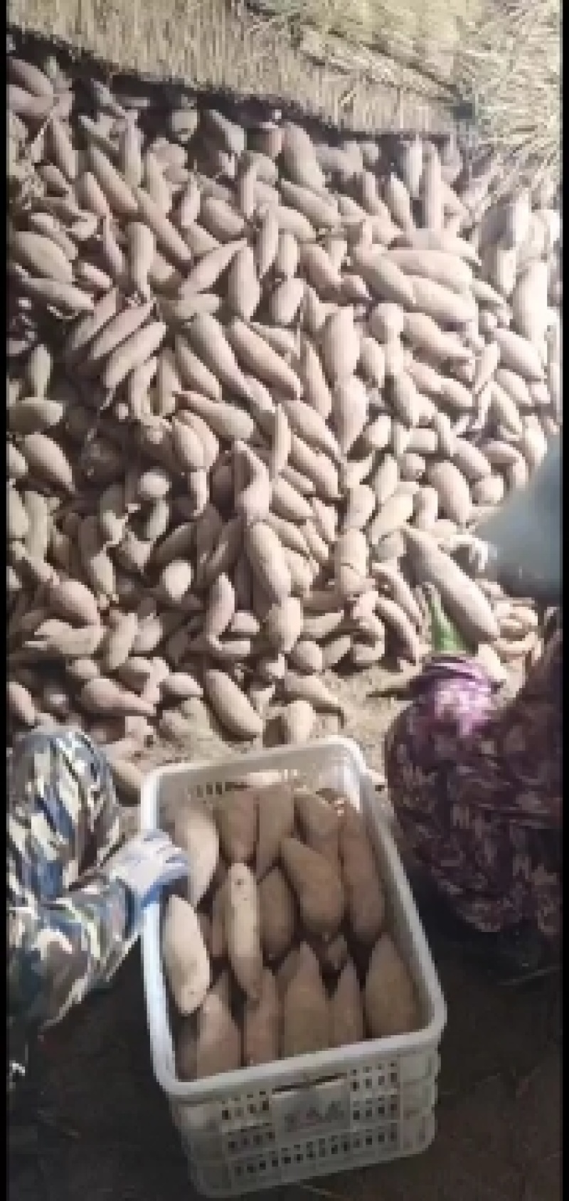 龙薯九红薯大量批发出售