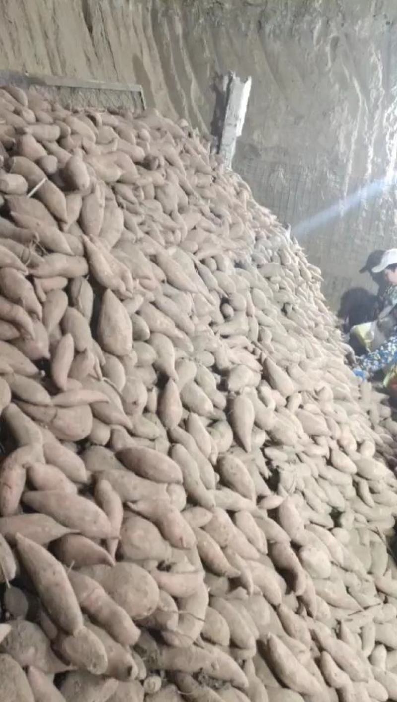 龙薯九红薯大量批发出售