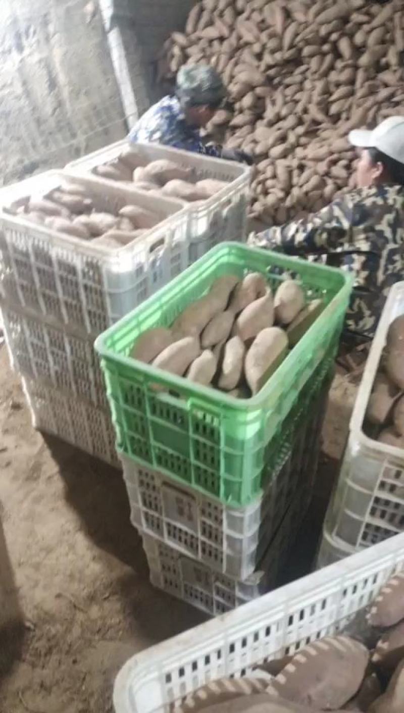 龙薯九红薯大量批发出售