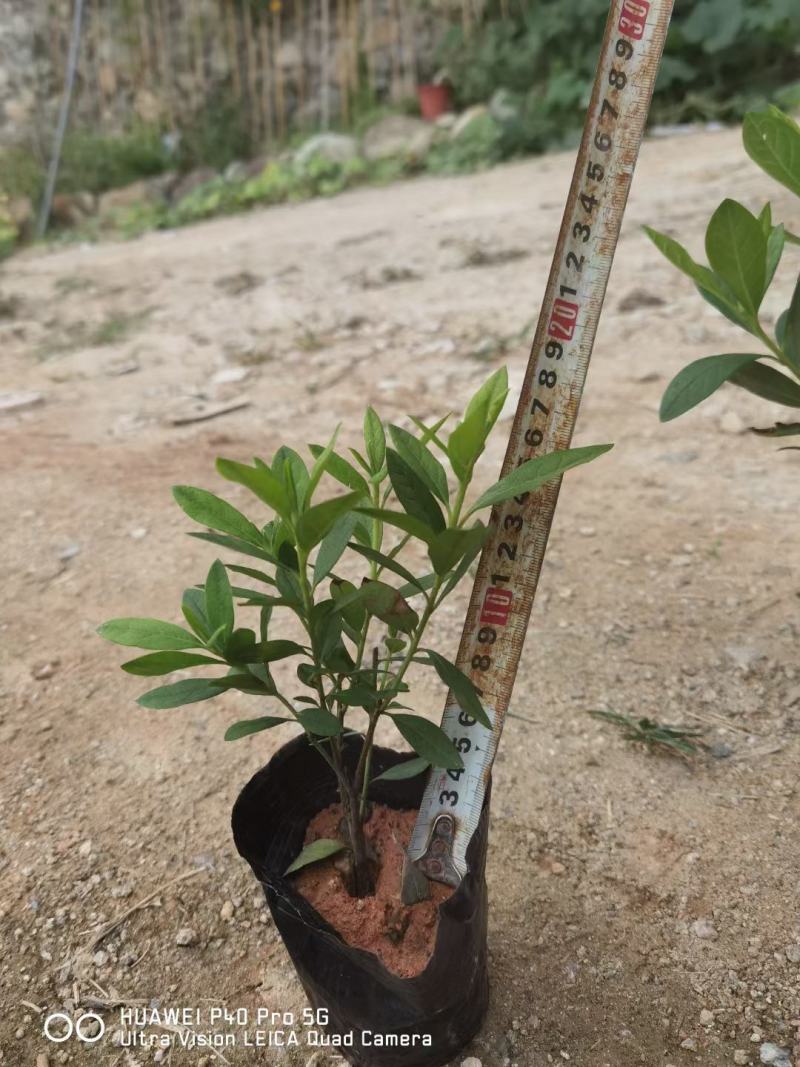 杜鹃花福建种植批发基地花儿亮丽，苞多，欢迎咨询回复