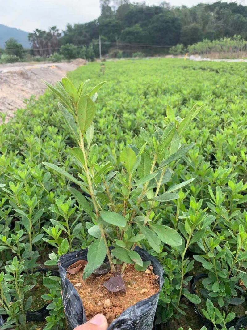 杜鹃花福建种植批发基地花儿亮丽，苞多，欢迎咨询回复