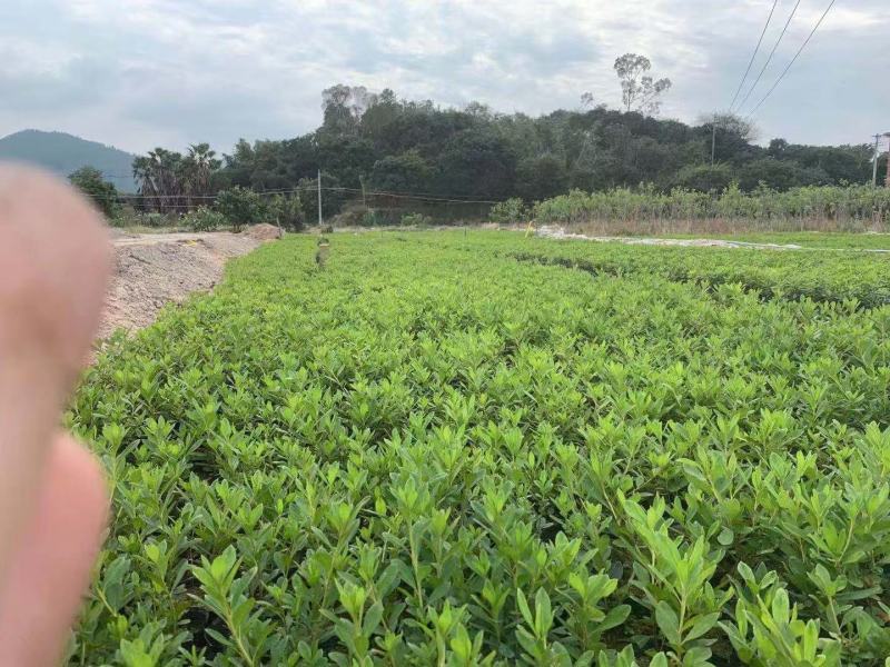 杜鹃花福建种植批发基地花儿亮丽，苞多，欢迎咨询回复