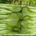 油菜山东新鲜油菜精品油菜当季蔬菜农家自种青菜新鲜采摘