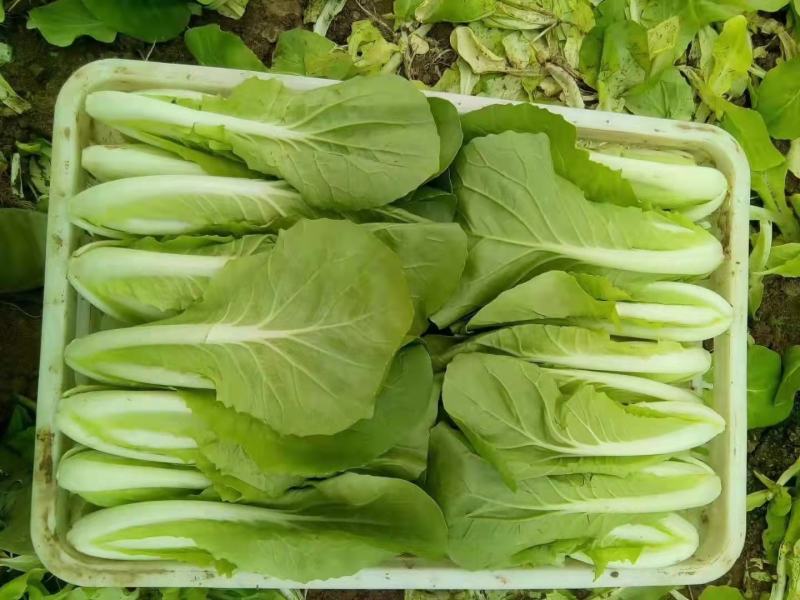 油菜山东新鲜油菜精品油菜当季蔬菜农家自种青菜新鲜采摘