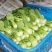 油菜山东新鲜油菜精品油菜当季蔬菜农家自种青菜新鲜采摘