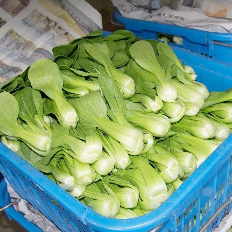 油菜山东新鲜油菜精品油菜当季蔬菜农家自种青菜新鲜采摘