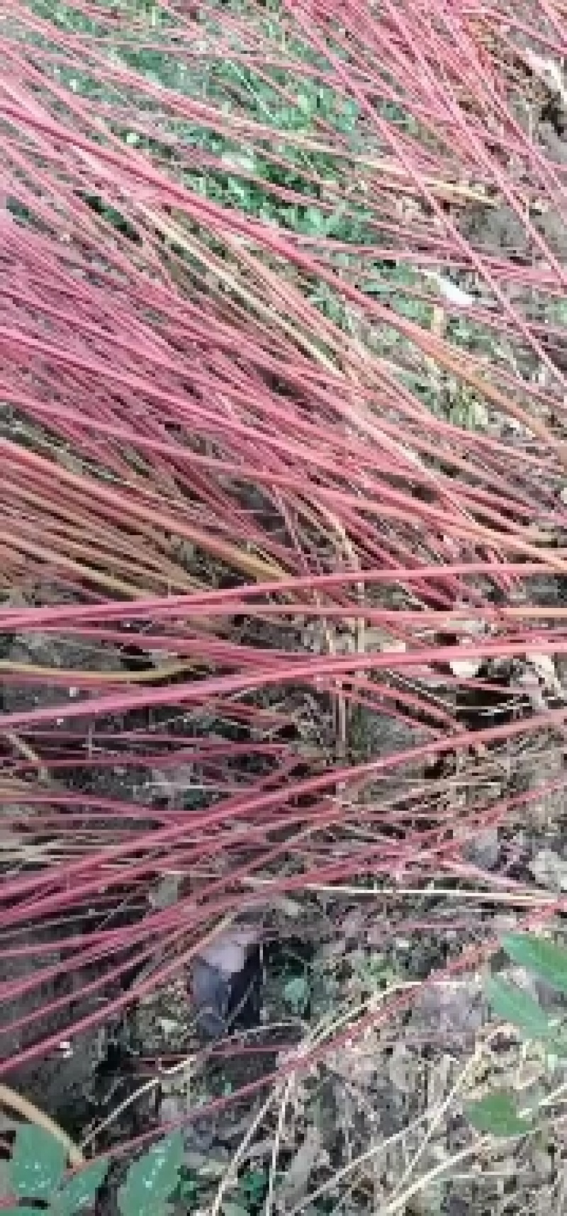红瑞木基地大量供应中，江苏宿迁沭阳县基地直销无中间商。
