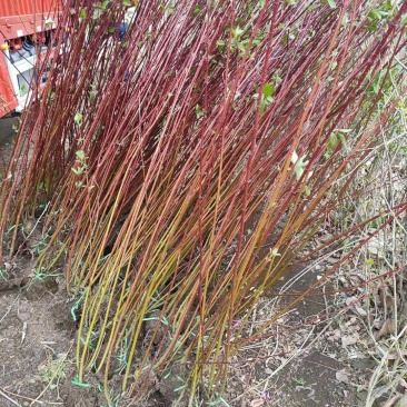 红瑞木基地大量供应中，江苏宿迁沭阳县基地直销无中间商。