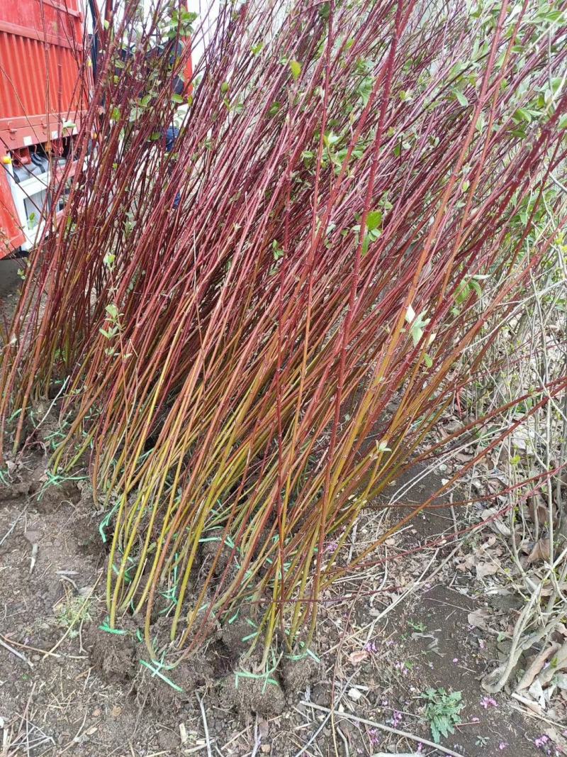 红瑞木基地大量供应中，江苏宿迁沭阳县基地直销无中间商。