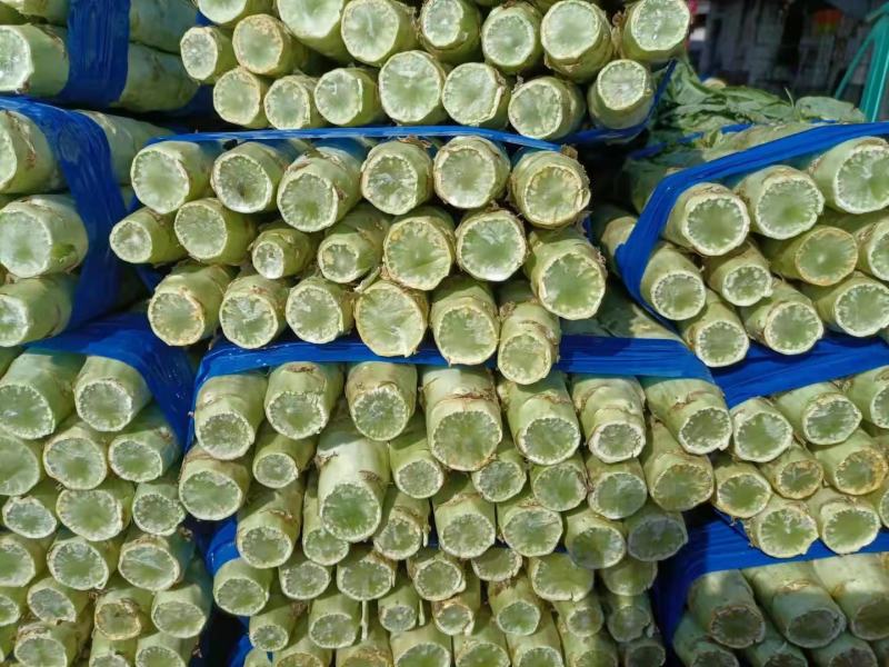 莴笋大量上市，本市场女工，装车工，欢迎新老客户前来选购。